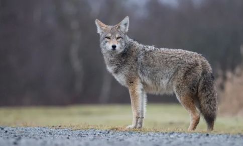 A man defended himself with his bare hands and killed the wolf.