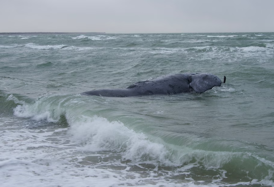Dead Whale Reignites Debate Over Lobstering’s Fate