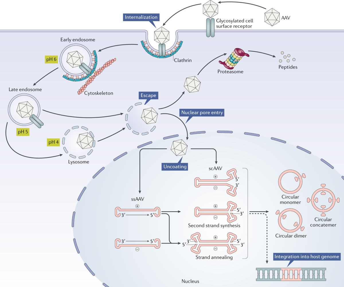 AAV Adeno: Understanding the Adeno-Associated Virus Vector