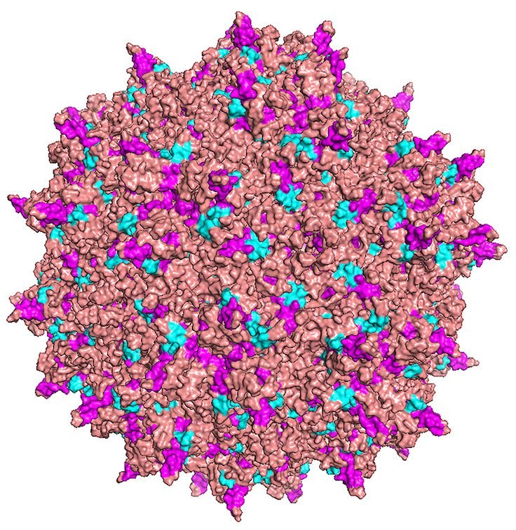 Understanding the Role of Adeno Associated Virus in Gene