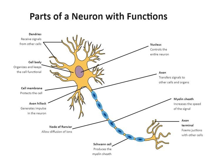 Understanding MND Motor Neurone Disease: Symptoms, Causes,..