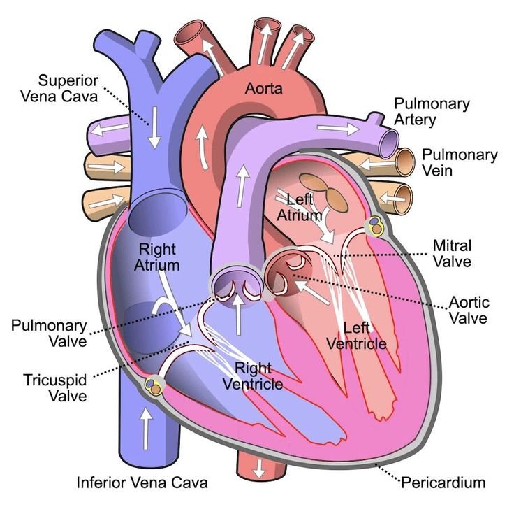 Understanding Mitral Regurgitation: Causes, Symptoms