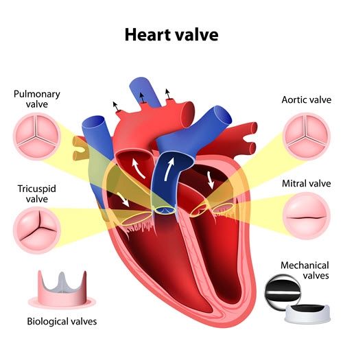 Understanding the Role of the Aortic Valve in Heart Health