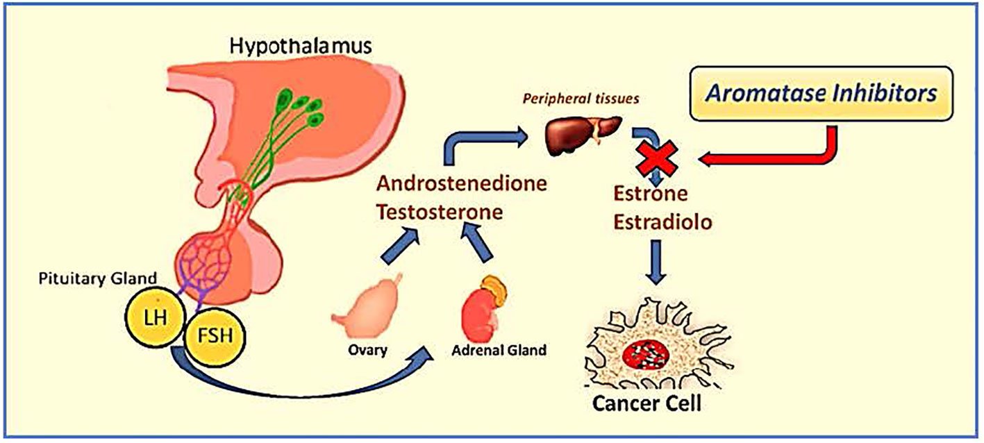 Top Aromatase Inhibitors for Hormone Therapy | Benefits