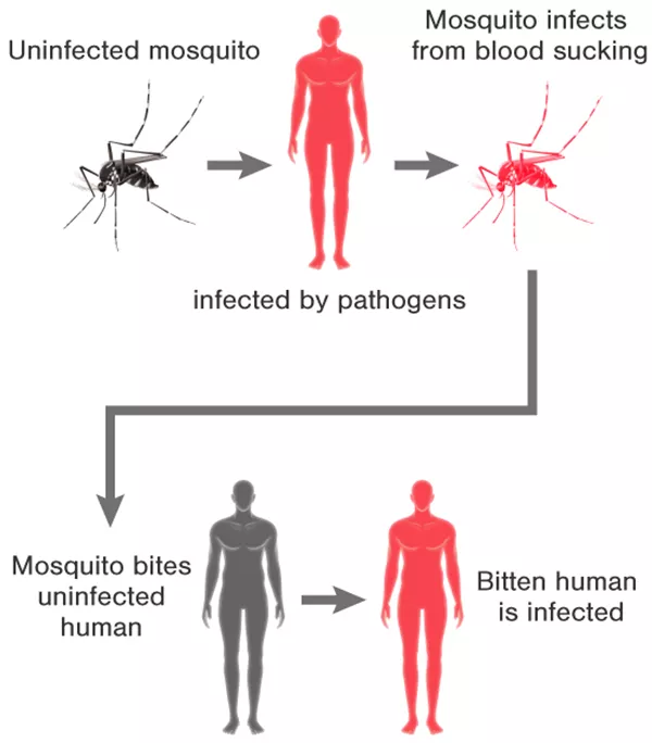 Understanding the Dangers of Mosquito Diseases: Prevention..