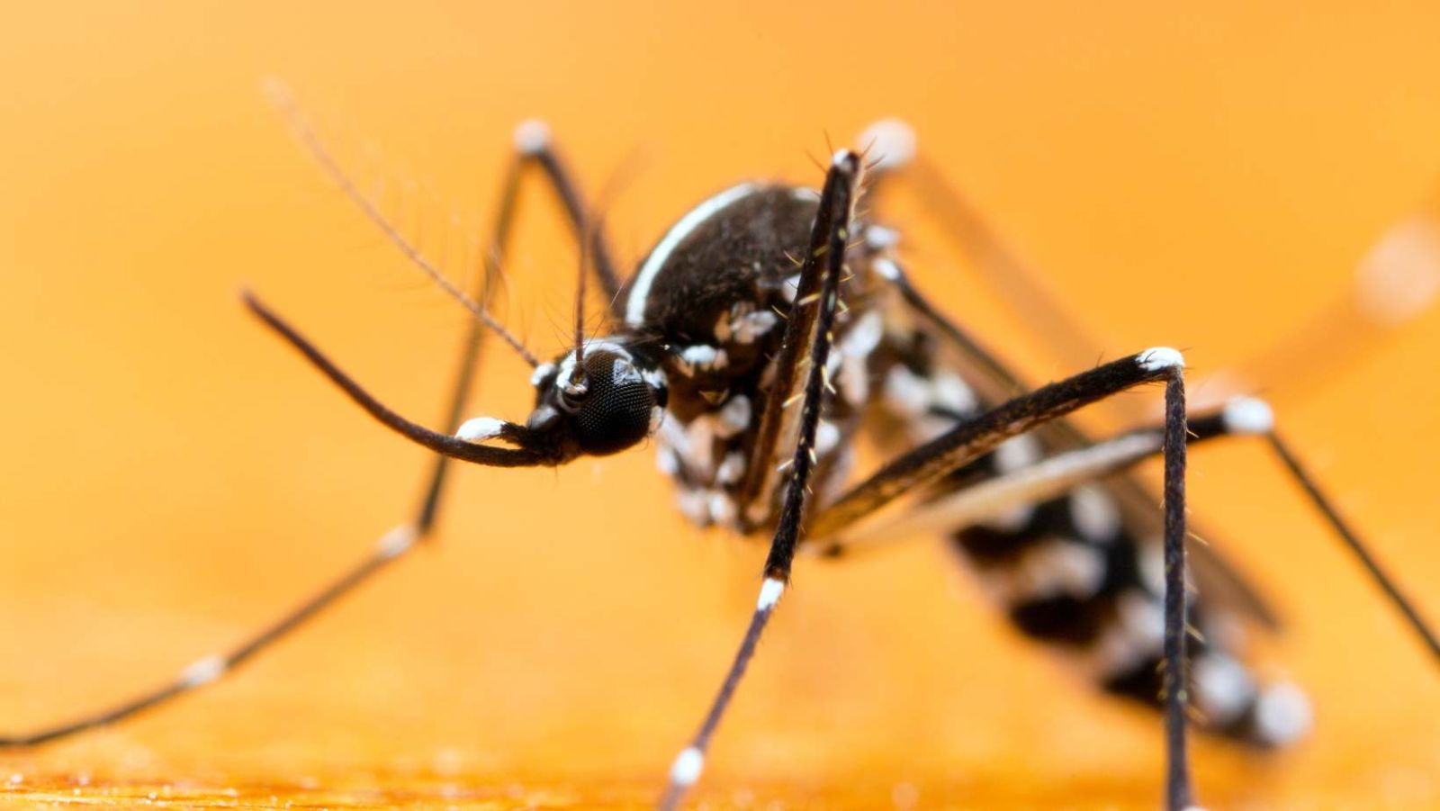 Tiger mosquito invasion: dermatologist Émilie reveals how to protect yourself effectively