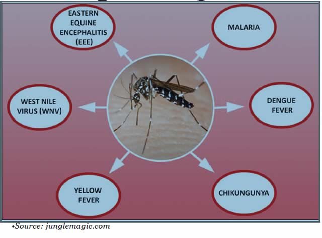 Learn About the Link Between Mosquitoes and Diseases